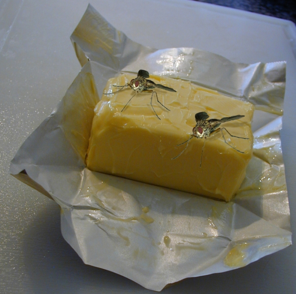 Creation of Butter-flies: Step 4